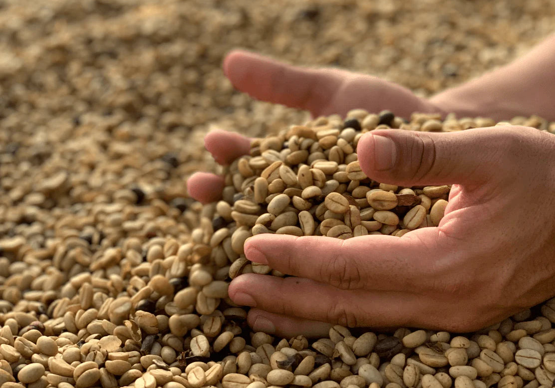 The Art of Decaffeination with La Serrania