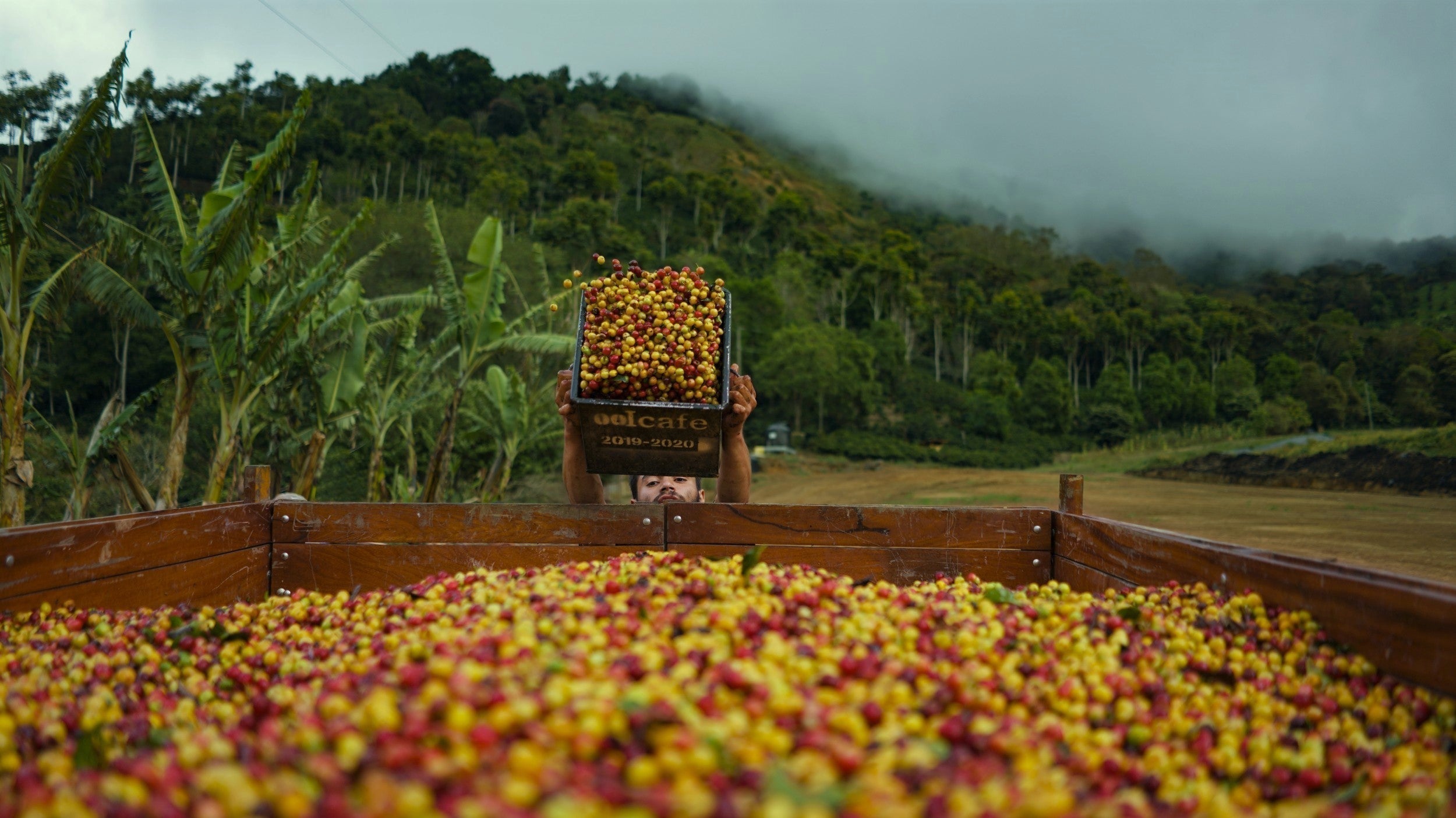 From Forest to Cup: Alto El Vapor: El Cipresal