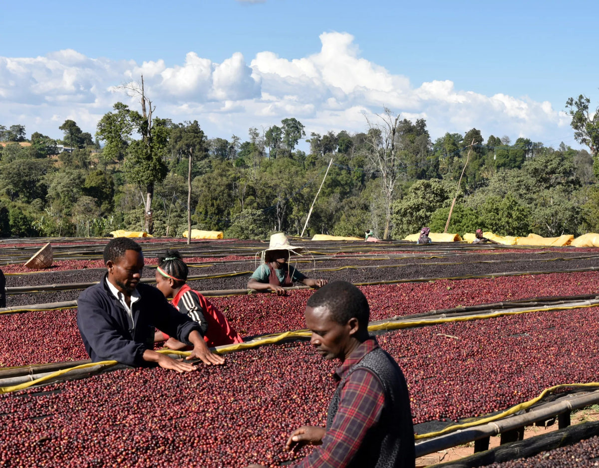 Two Coffees, One Origin: Exploring Banko Gotiti Washed & Natural.