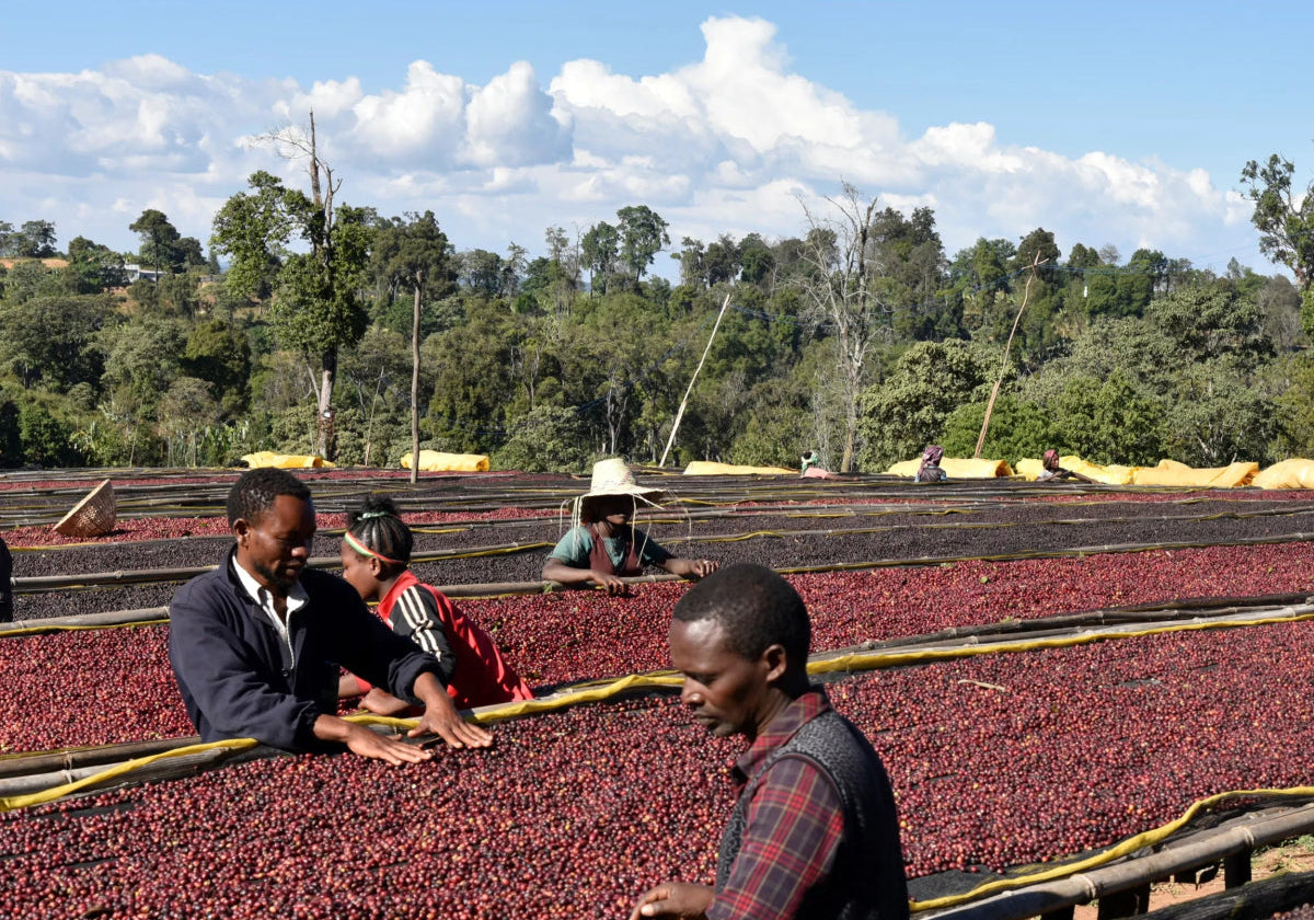 Two Coffees, One Origin: Exploring Banko Gotiti Washed & Natural.