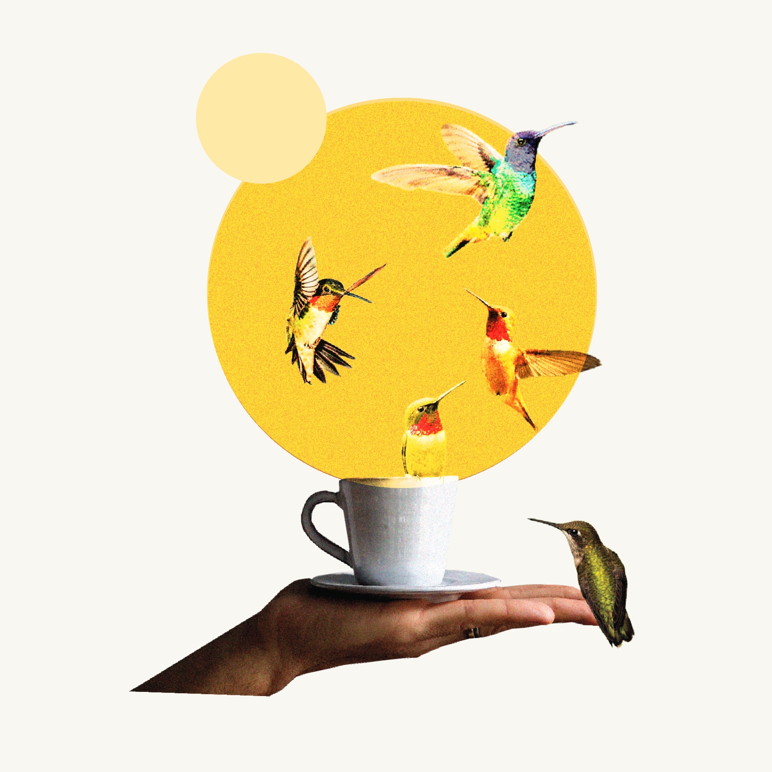ocote_illustration.webp